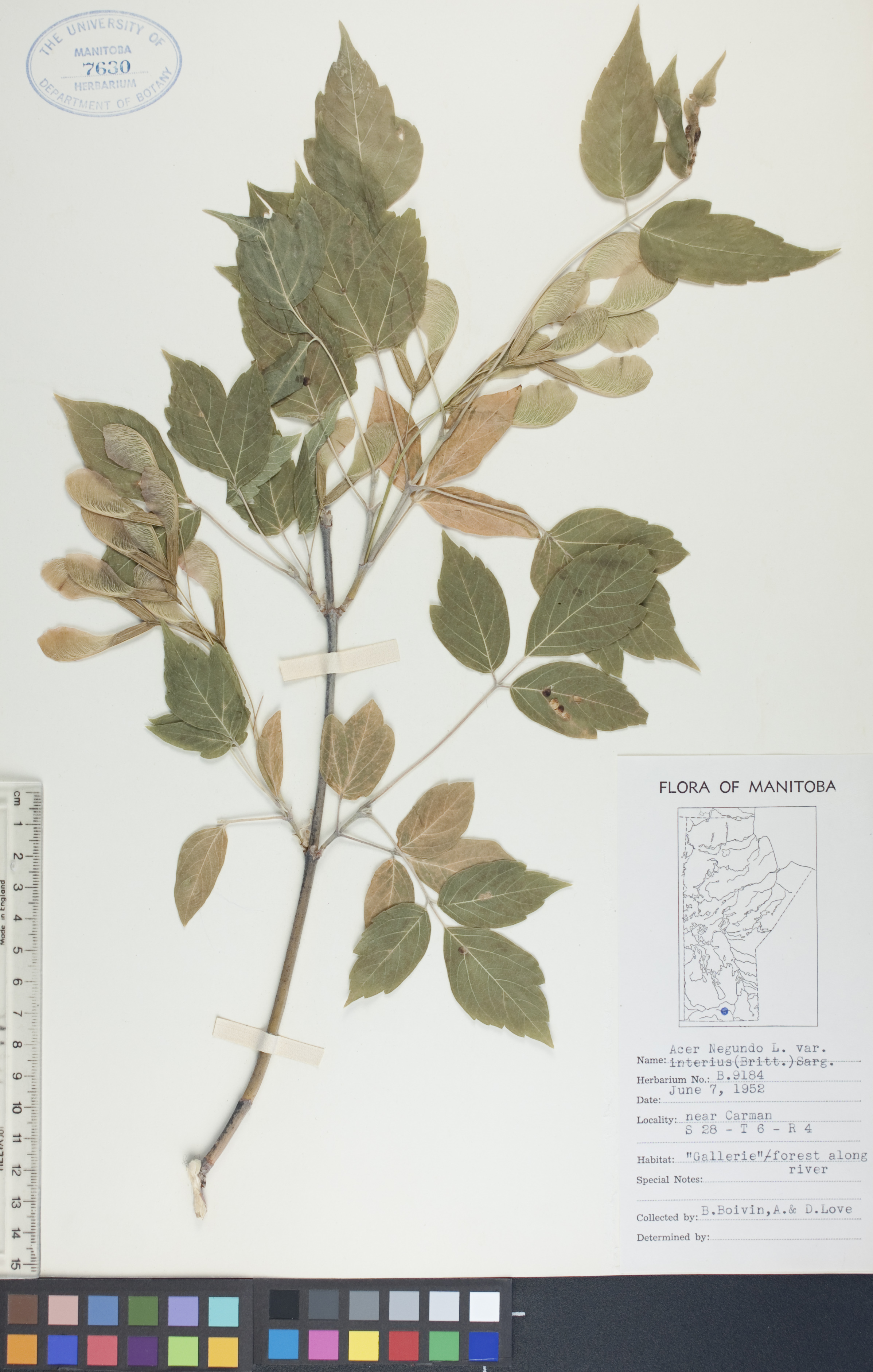 Acer negundo var. interius image
